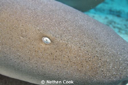 This Nurse Shark put his head right into my lens before I... by Nathan Cook 